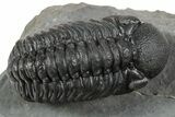 Top Quality Spiny Comura Trilobite With Austerops - Morocco #350540-4
